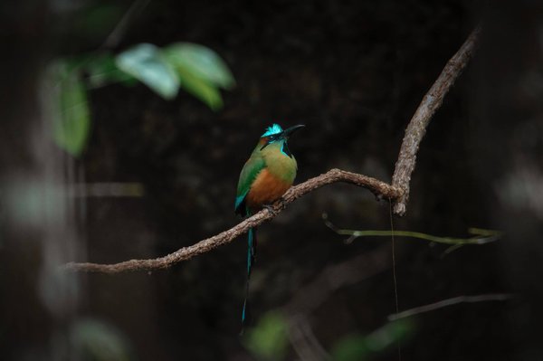 Can The Adoption of Passive House Standards in Urban Development Reduce Respiratory Health Issues?